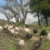 فروش بوقلمون ماده|حیوانات مزرعه|سیاهکل, |دیوار