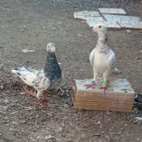 کبوتر هفت رنگ