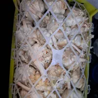 سیر دامی.  مخصوص  گوسفند آبستن   جعبه ۱۵۰ هزار