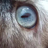 گربه ماده پرشین اسکاتیش|گربه|گنبد کاووس, |دیوار