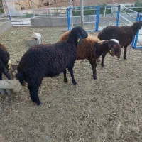 بره های نر همو و هترو