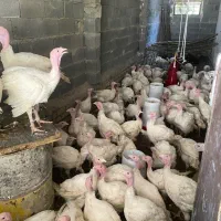 بوقلمون بیوتی ۶