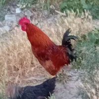 مرغ وخروس