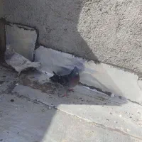 پرشی کبوتر|پرنده|ماهدشت, |دیوار