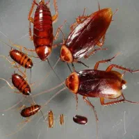سمپاشی/ساس موریانه موش سوسک مارمولک کک مار عقرب