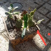 گل و گیاه|گل و گیاه طبیعی|مشهد, عسگریه|دیوار