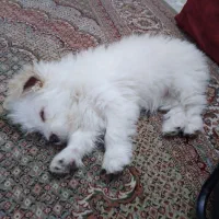 سگ شیتزو ترییر