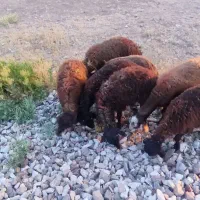 بره نر دشتی پای پروار