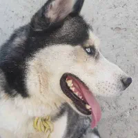 واگذاری سگ هاسکی نر|سگ|باسمنج, |دیوار