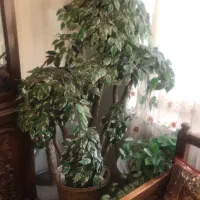 درختچه مصنوعی بنجامین زیبا