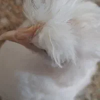زیبا ، سالم ، تخم گذار