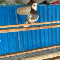 کفتر پرشی نر