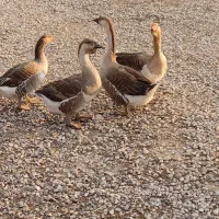 تخم قوغاز نطفه دار   و تخم‌ اُردک