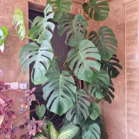 فروش گل مونسترا درجه یک