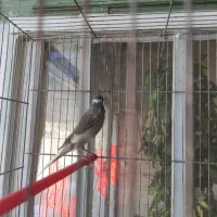 قناری نر و ماده