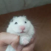 جفت همستر|موش و خرگوش|یزد, |دیوار