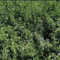 بزر یونجه  بغدادی