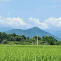 فروش شالیزار از ۱هزار متر تا هکتاری مبین بالو