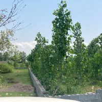 زمین نوخاله۱۲کیلومتری گلسار قطعات وکلی مدارک کامل|فروش زمین و ملک کلنگی|رشت, گلسار|دیوار