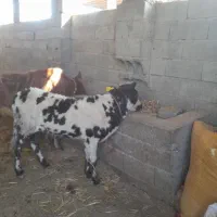 گوساله ماده