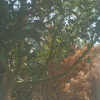 باغ-و-باغچه