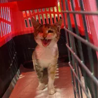 واگذاری بچه گربه ماده|گربه|رشت, توشیبا|دیوار