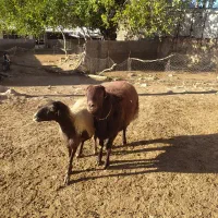 یک راس قوچ قزل افشار شیره دار