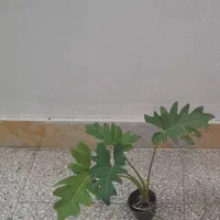 گل و گیاه، انواع گل فقط ۵۵ تومن،مارانتا،برگ انجیری|گل و گیاه طبیعی|رشت, رشتیان|دیوار