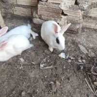 خرگوش