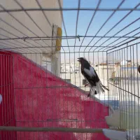 قناری نر مست معاوضه با دوتا جوجه قناری|پرنده|شیراز, دشت چنار|دیوار