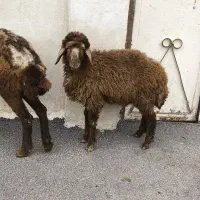 بره ماده چاق