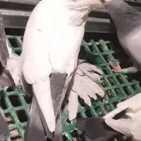 گوی گویروخ ارکح|پرنده|تبریز, |دیوار