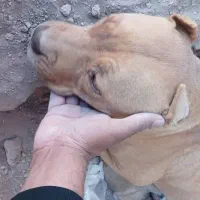 پیتبول ماده و توله|سگ|رفسنجان, |دیوار