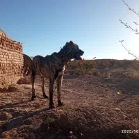 توله ۱۱ ماه ب فروش میرسد|سگ|قائن, |دیوار