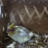 جفت عروس پاریس شرط مولد|پرنده|اهواز, مهرشهر|دیوار