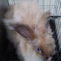 خرگوش لوپ هلندی