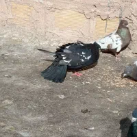 چهار جفت سینه پای هم جفتی 500پانصد|پرنده|زبرخان, |دیوار