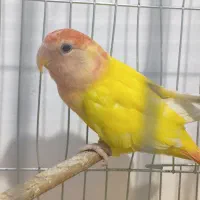 طوطی برزیلی مولد و یک ماده تک|پرنده|فردیس, فرامرزیه|دیوار