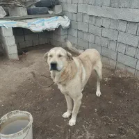 توله سگ عراقی ۱۶ماهه