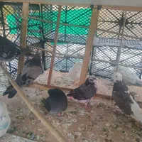 کفتر نژاد دار