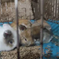 بچه خرگوش لوپی