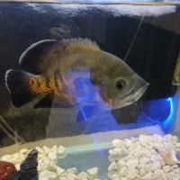 ماهی اسکار|ماهی|هشتگرد, شهرک صبا سوله|دیوار