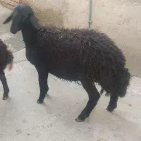 بره قوچ هترو