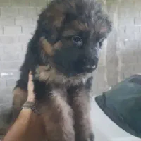 ژرمن دورنگ و بلک با اصالت