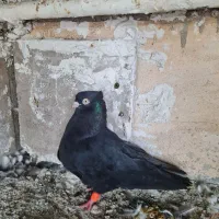 کفتر سرک سیاه