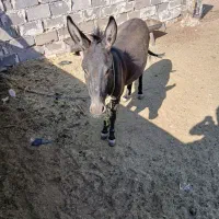 فروشی|حیوانات مزرعه|داراب, |دیوار