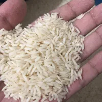 برنج اعلام هاشمی درجه یک
