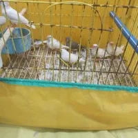 کله طوطی و تعدادی فنچ|اسباب‌‌بازی|بندر امام خمینی, |دیوار