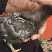 جوجه ی امروک یکماهه فقطو فقط ۳۵۰