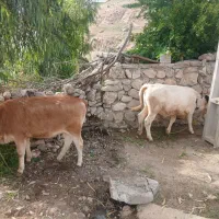 گوساله داشتی گوشتی سرحال